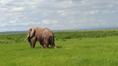 Safari