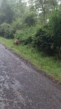 Safari
