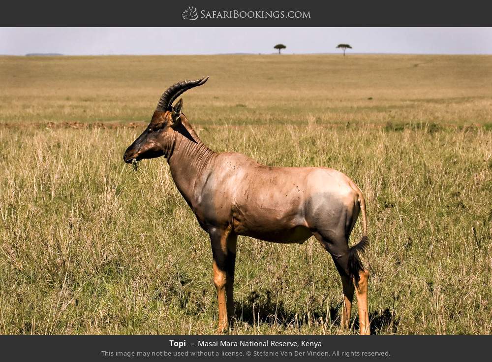 Kenya safari moment