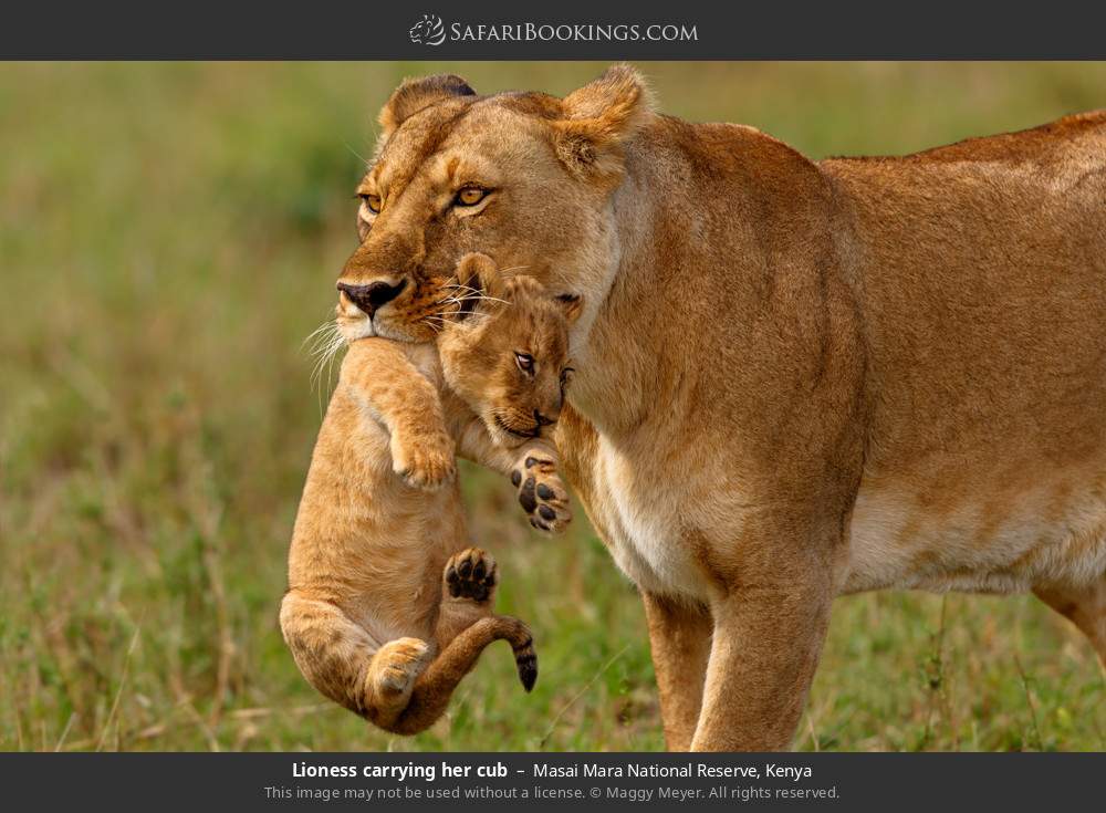 Kenya safari moment