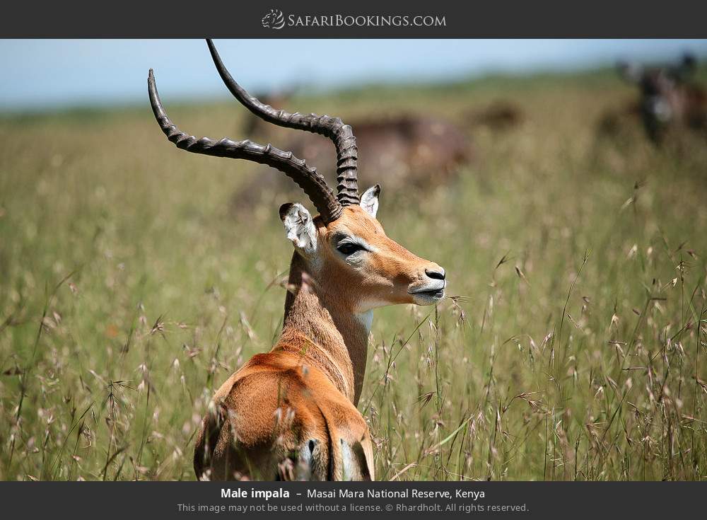Kenya safari moment