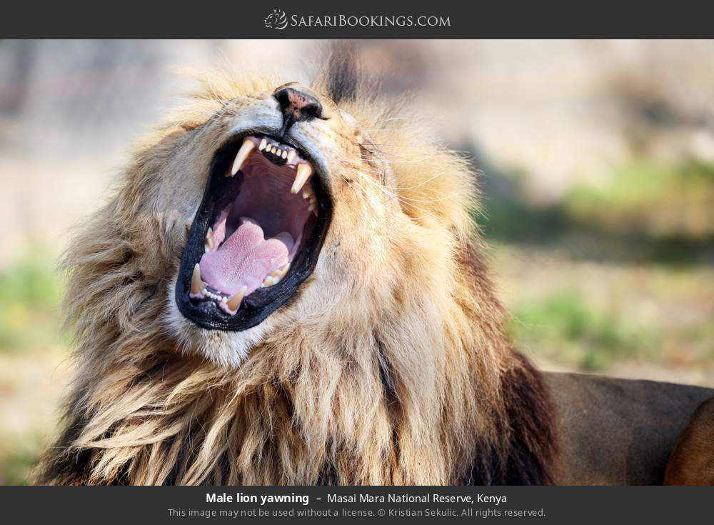 Wildlife Safaris
