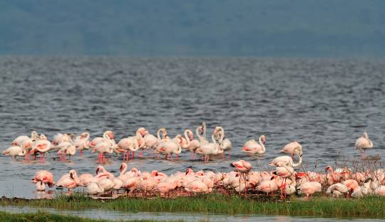Lake Nakuru