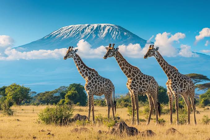 Maasai Mara
