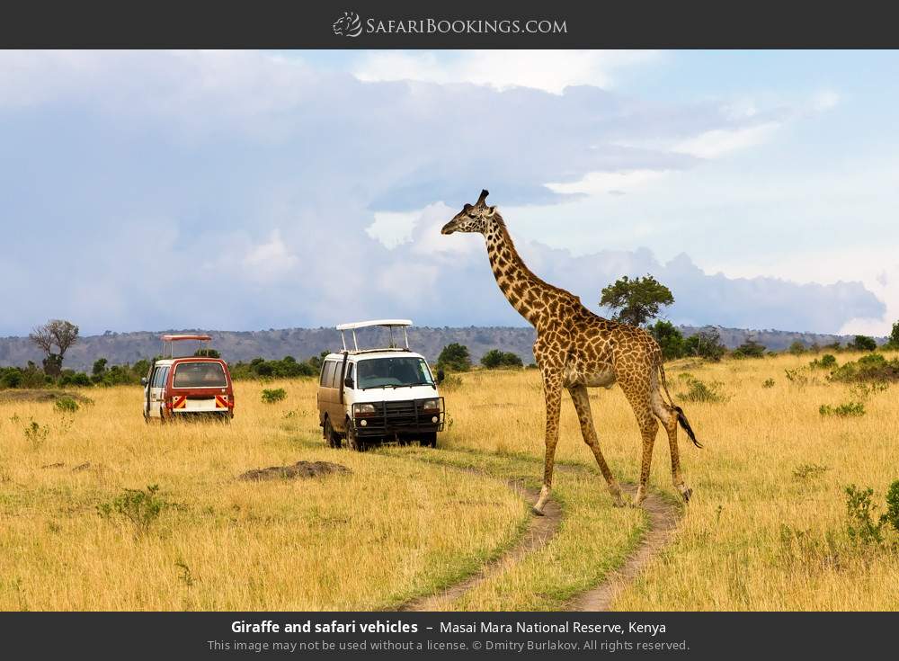 Kenya safari moment