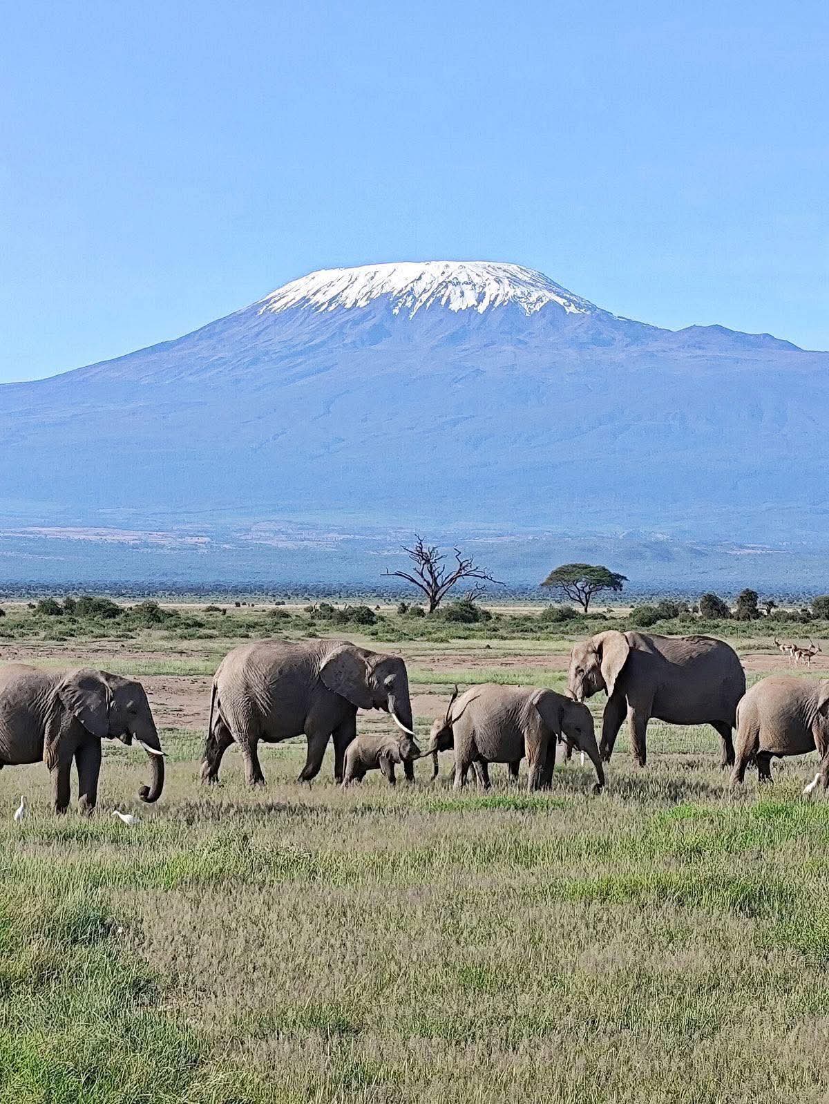 Safari adventure