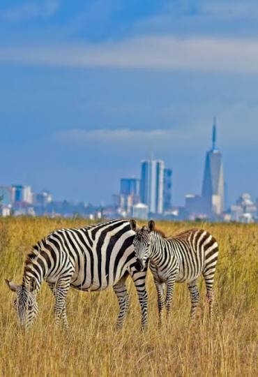 Nairobi National Park Afternoon Safari